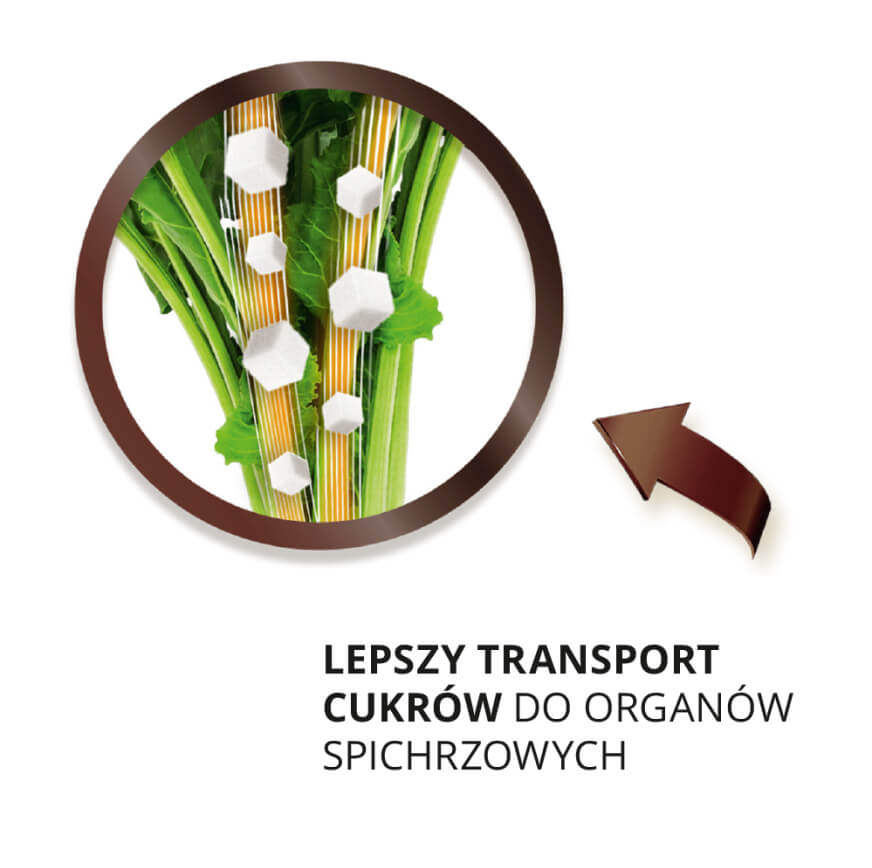 mniejsza podatność roślin na wnikanie patogenów
              chorobotwórczych